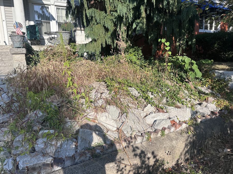 Overgrown garden bed before TEES cleanup service