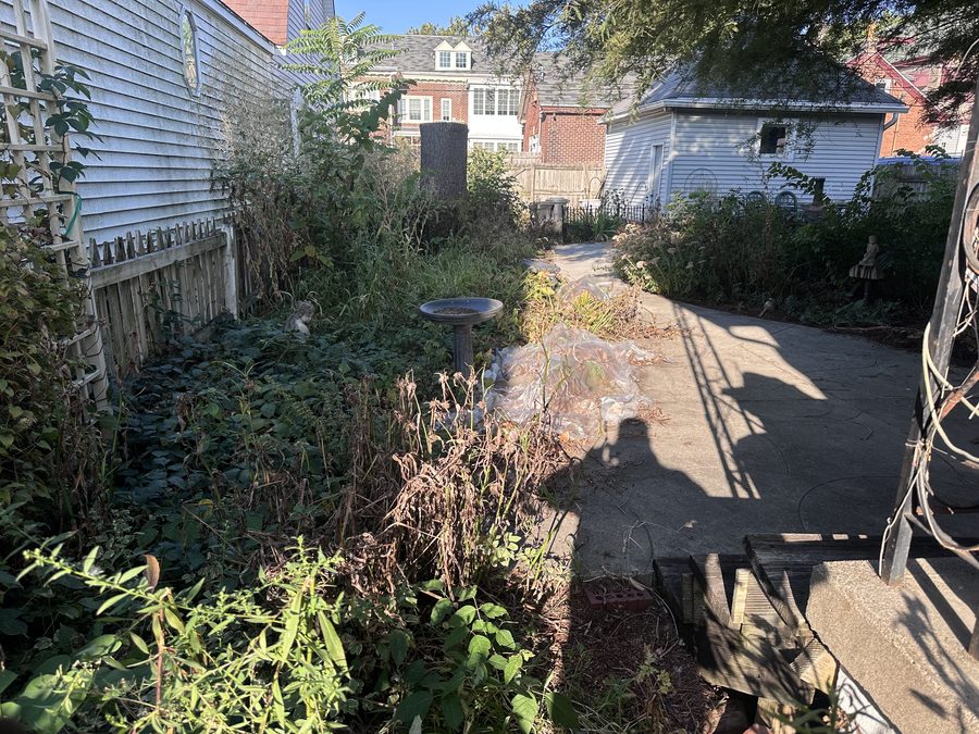 Overgrown backyard before seasonal cleanup