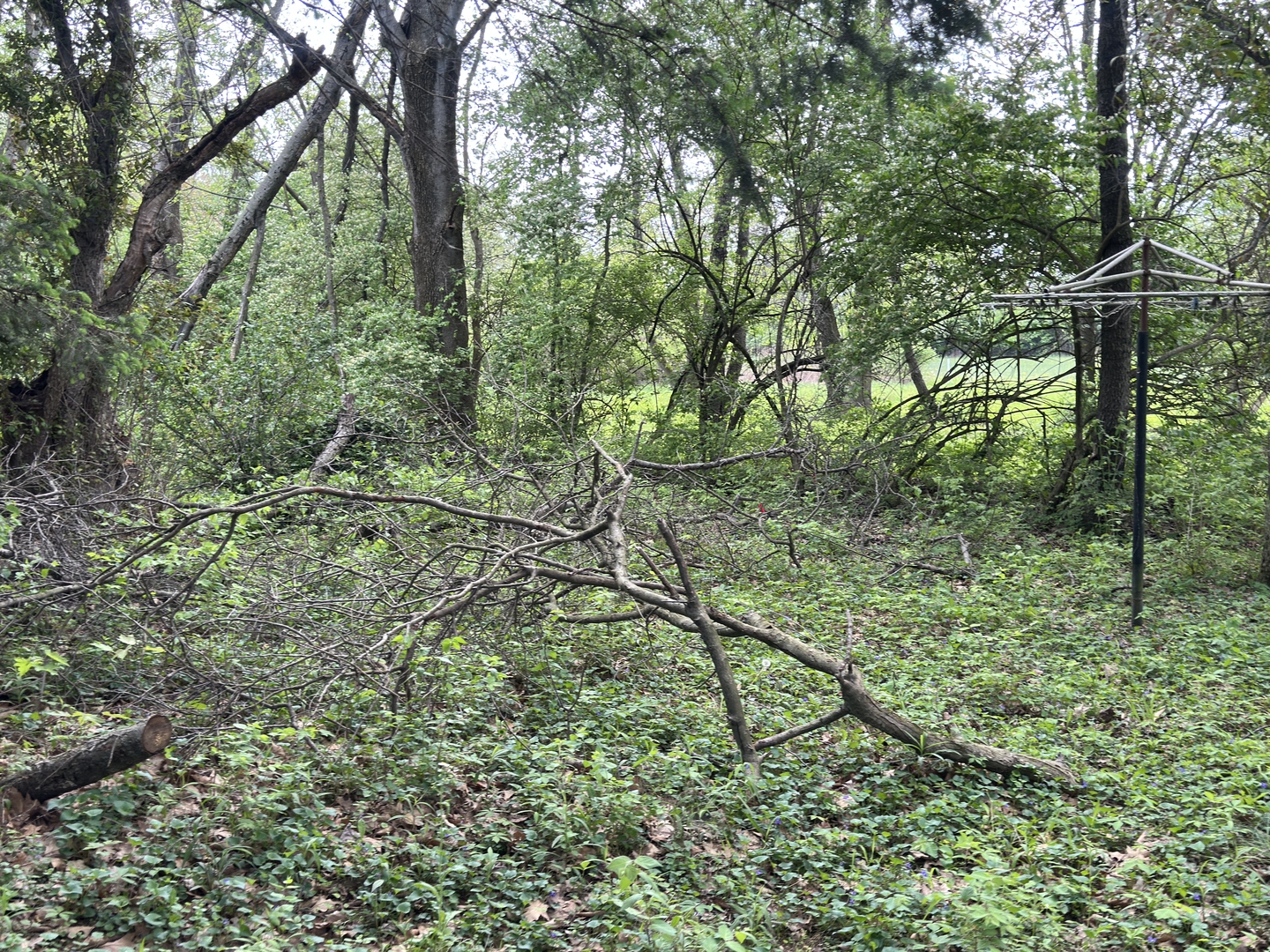 Heavily overgrown wooded lot before brush cleanup service Terre Haute Indiana